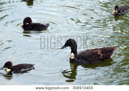 Duck family.Duck and ducklings on the pond. Eastern Europe