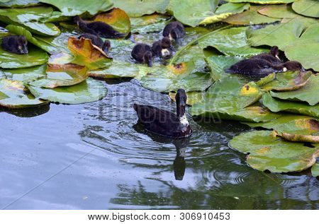 Duck family.Duck and ducklings on the pond. Eastern Europe