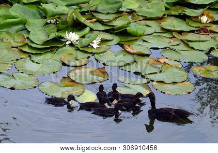 Duck family.Duck and ducklings on the pond. Eastern Europe