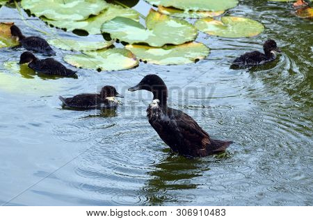 Duck family.Duck and ducklings on the pond. Eastern Europe