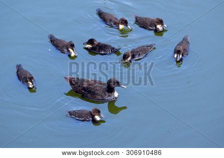 Duck family.Duck and ducklings on the pond. Eastern Europe
