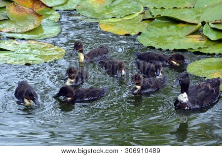 Duck family.Duck and ducklings on the pond. Eastern Europe