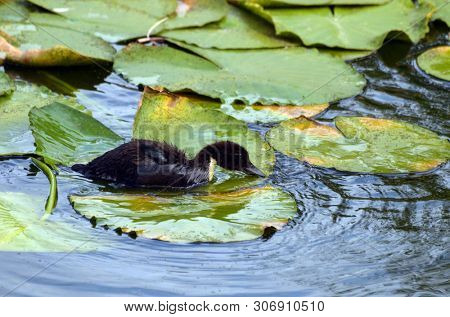 Duck family.Duck and ducklings on the pond. Eastern Europe