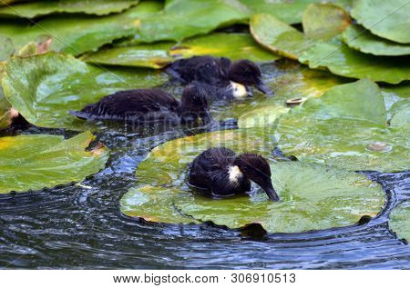 Duck family.Duck and ducklings on the pond. Eastern Europe