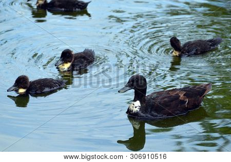 Duck family.Duck and ducklings on the pond. Eastern Europe