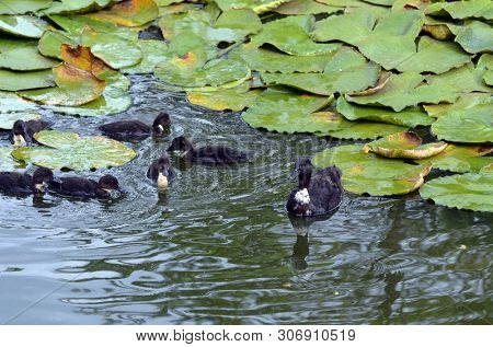 Duck family.Duck and ducklings on the pond. Eastern Europe