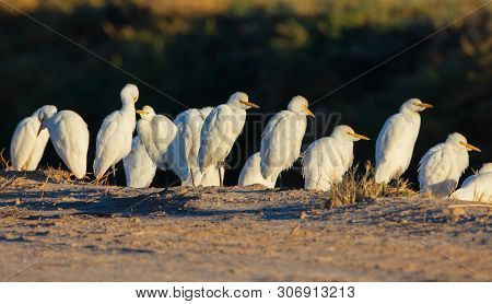 A Group Of Cattle Egrets (bubulcus Ibis) Stand Next A Road At Salton Sea, California Stand Next A Ro