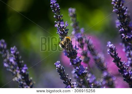 Lavender Field With Bees. Summer Background  Close P