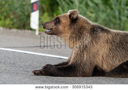 Hungry Kamchatka Brown Bear (eastern Brown Bear) Lies On Roadside Of Asphalt Road, Heavily Breathing
