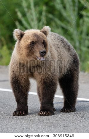 Wild Young Terrible And Hungry Kamchatka Brown Bear (eastern Brown Bear) Standing On Asphalt Road, H