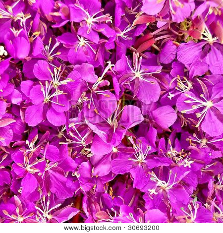 ลายดอกไม้ของ Fireweed