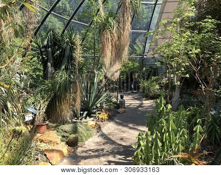 Tropenhaus, Trockengebiete - Botanical Garden Zurich Or Botanischer Garten Zuerich, Switzerland