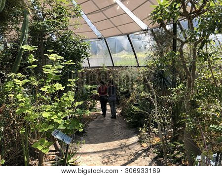 Tropenhaus, Trockengebiete - Botanical Garden Zurich Or Botanischer Garten Zuerich, Switzerland