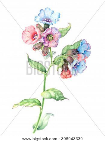 Illustration Of A Lungwort Pink And Blue Flower