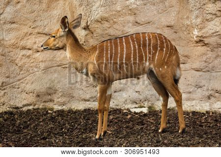 Nyala (Tragelaphus angasii). Wild life animal.