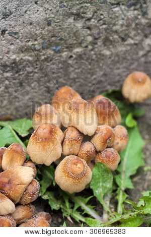 Young Fruit Bodies Of Glistening Inkcap Mushroom (coprinellus Micaceus) Near Concrete Wall