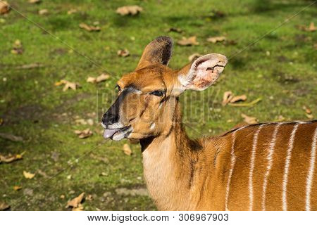 The Nyala, Tragelaphus Angasii Is A Spiral-horned Antelope Native To Southern Africa. It Is A Specie