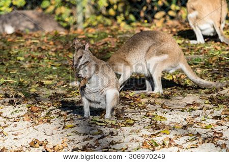 The Agile Wallaby, Macropus Agilis Also Known As The Sandy Wallaby Is A Species Of Wallaby Found In 