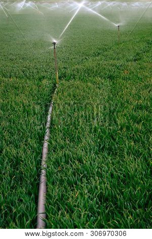 Sprinker irrigation system spraying water on field agricultural