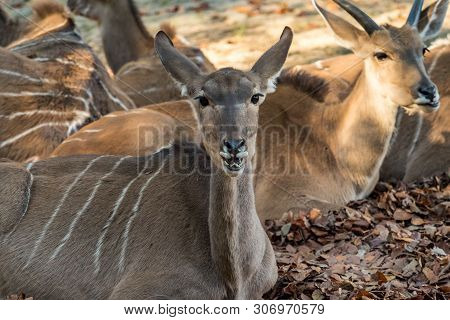 Indian Blackbuck, Antelope Cervicapra Or Indian Antelope. The Blackbuck Inhabits Grassy Plains And S