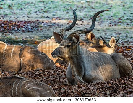 Indian Blackbuck, Antelope Cervicapra Or Indian Antelope. The Blackbuck Inhabits Grassy Plains And S