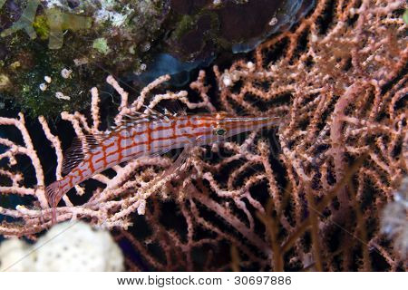 Longnose hawkfish a Vörös-tengeren.