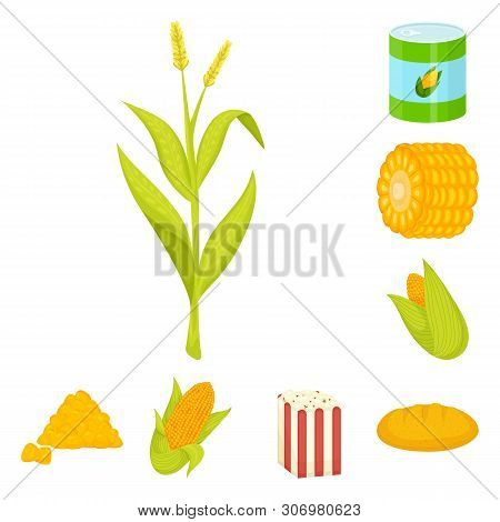 Vector Illustration Of Maize And Food Logo. Set Of Maize And Crop Stock Symbol For Web.