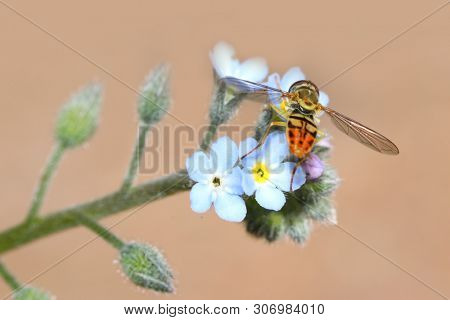 Insect on Forget-Me-Nots flowers seen in summer time