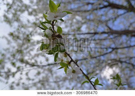 Bee Collects Nectar From A Sweet Cherry, An Insect On A White Flower, A Tree In Bloom, A Fresh Sprin