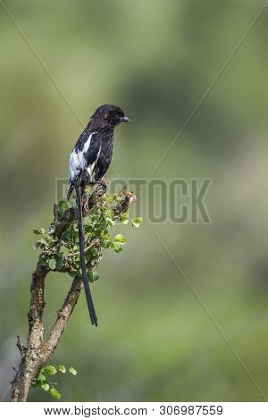 Magpie Shrike Isolated In Natural Background In Kruger National Park, South Africa ; Specie Uroleste