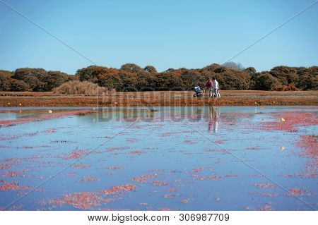 The Nantucket Cranberry Festival