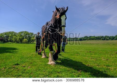 Hainault Country Park, Essex, Uk -  June 6, 2018: Shire Horse Logging With Men Following  Him, Train
