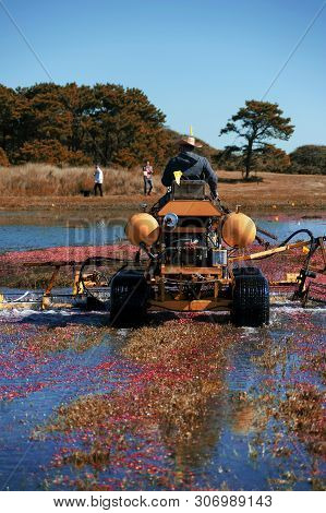 The Nantucket Cranberry Festival