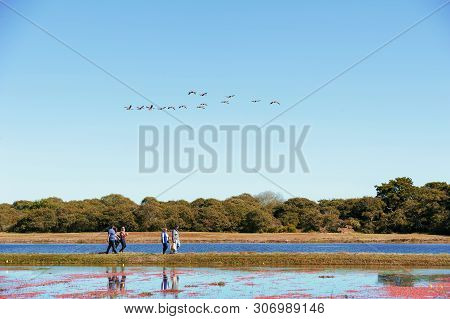 The Nantucket Cranberry Festival