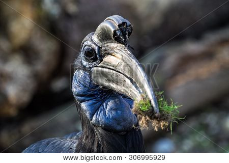 The Abyssinian Northern Ground Hornbill, Bucorvus Abyssinicus Or Northern Ground Hornbill Is An Afri