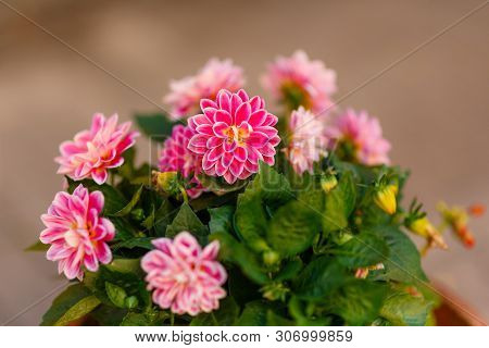 Dahlia Pink Undersized In A Pot Close-up