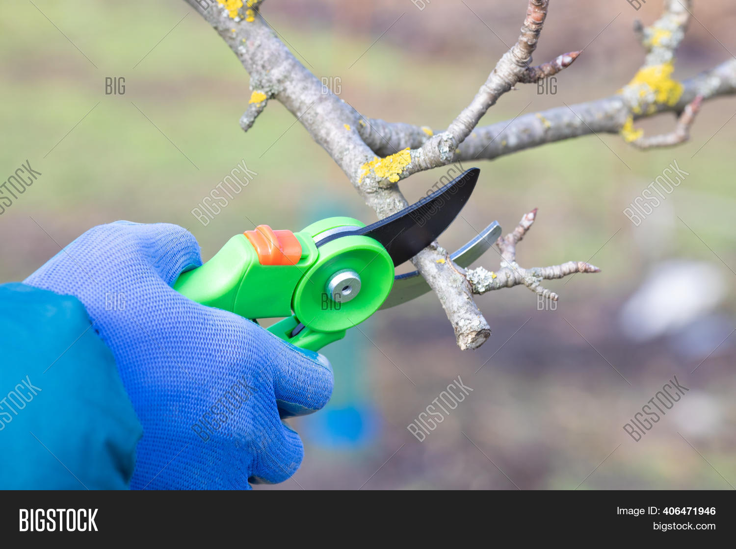 Pruning Trees Pruners Image & Photo (Free Trial) Bigstock