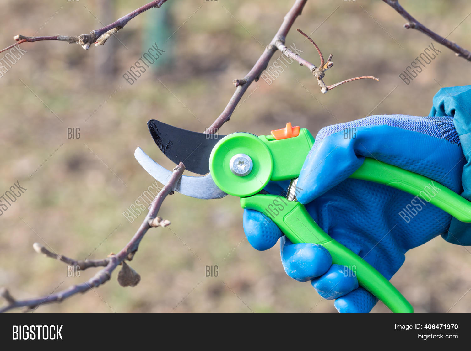 Pruning Trees Pruners Image & Photo (Free Trial) Bigstock