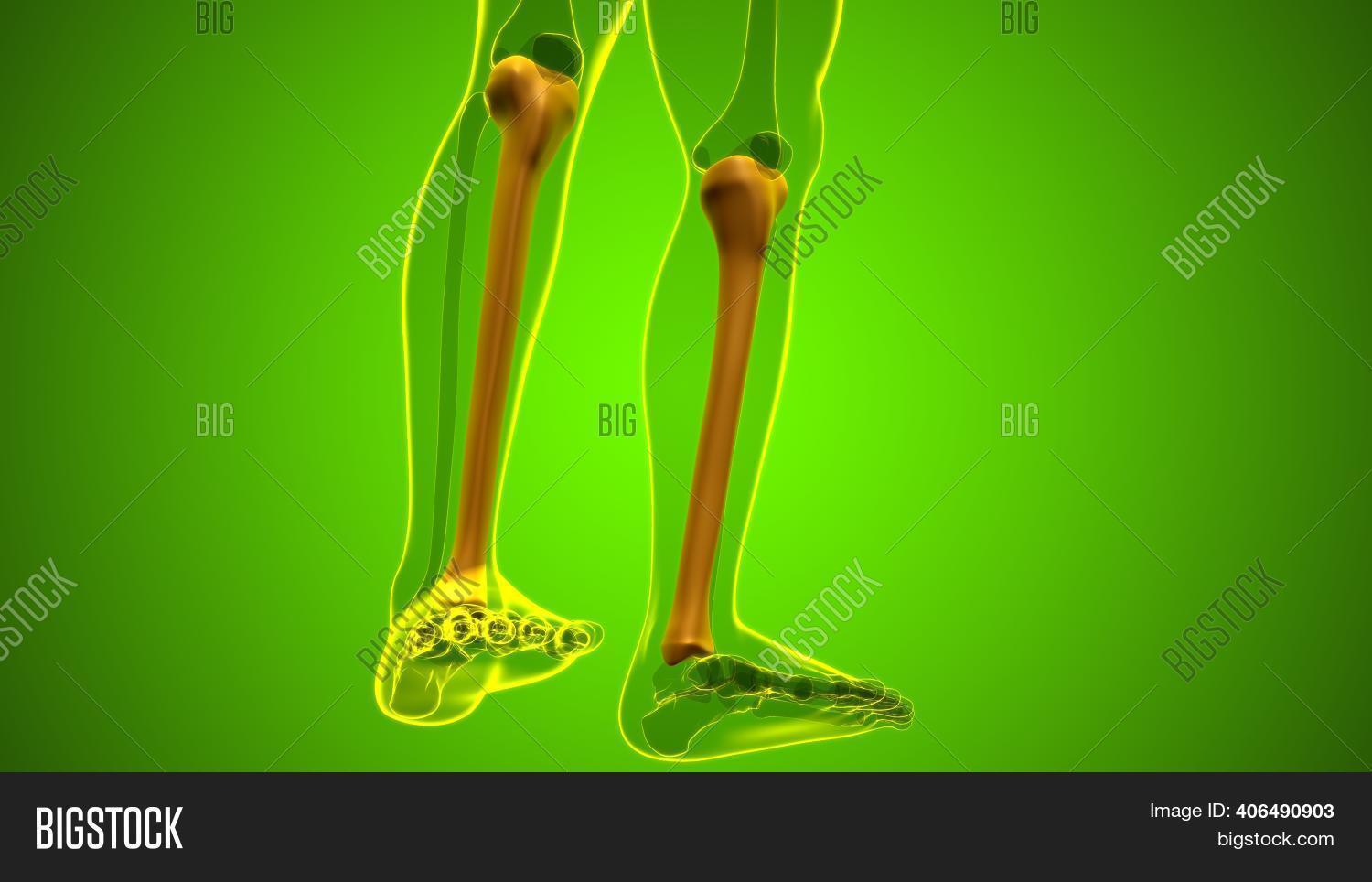 Human Skeleton Anatomy Image & Photo (Free Trial) | Bigstock