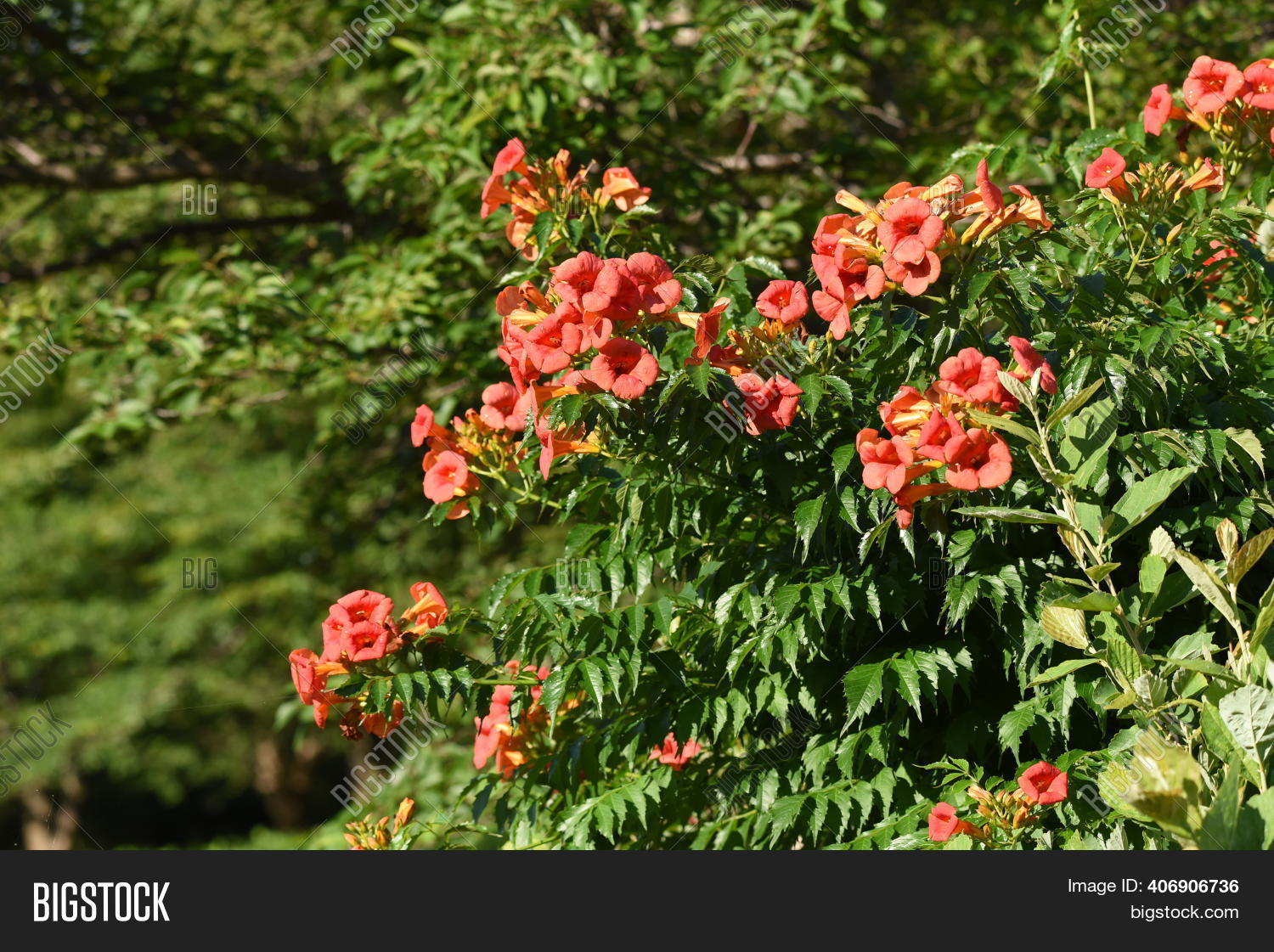 Chinese Trumpet Image & Photo (Free Trial) Bigstock