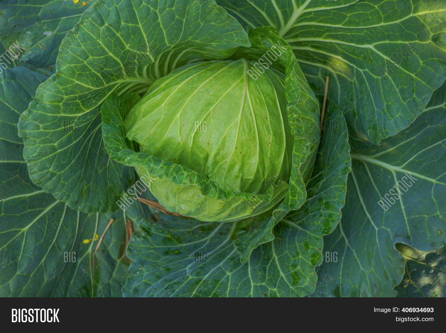 Close Top View Cabbage Image & Photo (Free Trial) Bigstock