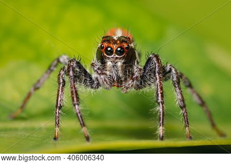Frontal Closeup Of A Tiny Jumping Spider