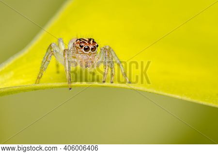 Jumping Spider Searching For Food In The Garden