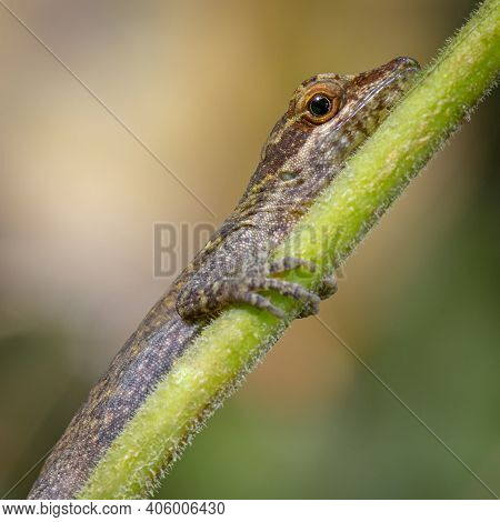 Little Lizard Resting On A Diagonal Branch