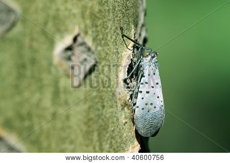 Fulgoroidea insekter