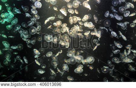 View Of Glowing Swimming Small Jellyfish In Dark Water With Beam Of Light. Tiny Flowing Jellyfish In