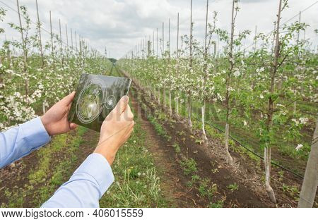 Smart Gardening Concept. Agrotechnician Using Touch Pad Iot App To Perform Pest Control On Fruit Tre