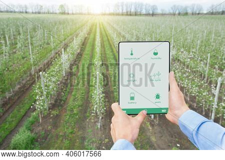 Digital Gardening, Smart Farming. Male Farmer Using Agricultural Mobile App And Tablet Computer To H