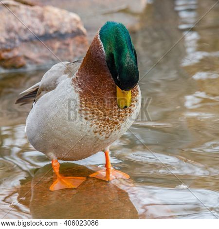 Drake Mallard (anas Platyrhynchos) Duck Standing On A Submerged Rock Under Water Preening Feathers D