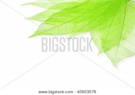 Transperent verde folhas